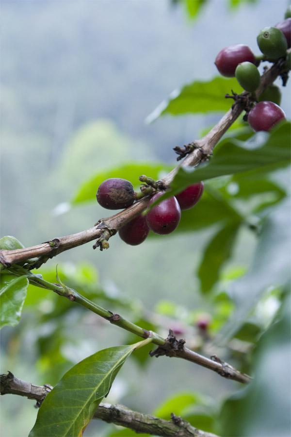 Kaffebönor på en gren