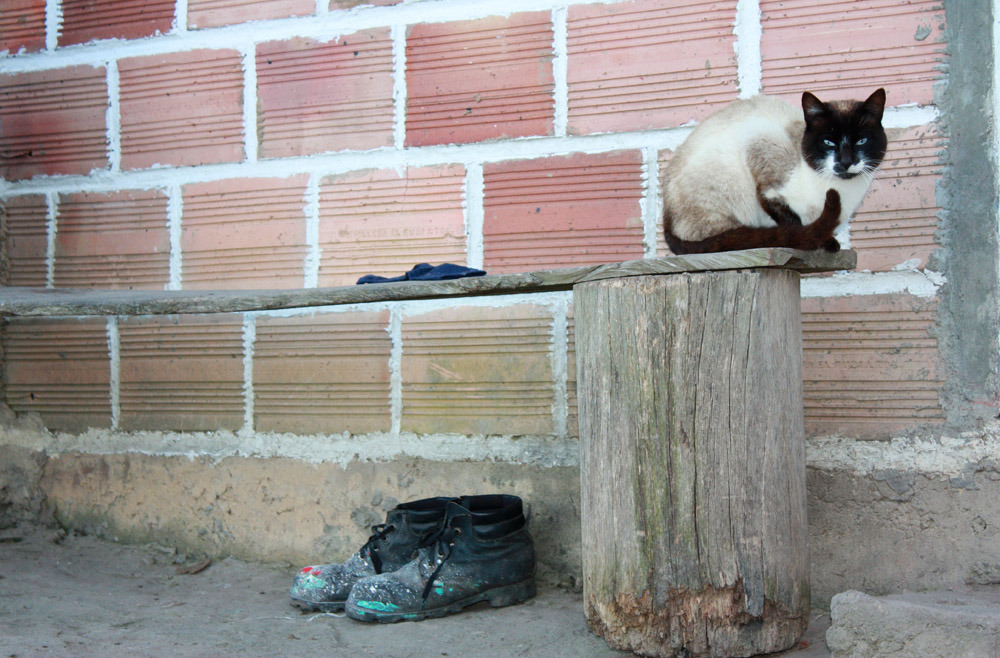 En katt sitter på en bänk