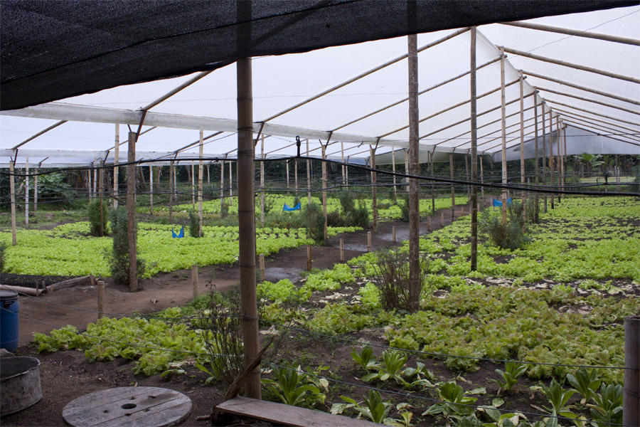 Ett växthus fullt med salladsodlingar